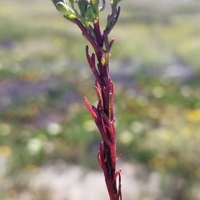 Amblyopappus pusillus, photographed by James C. Davis