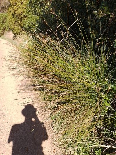 Juncus gregiflorus, photographed by Joe Potter Butler