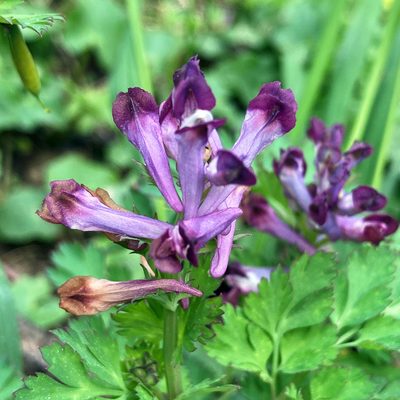 Corydalis incisa, photographed by Allen Browne