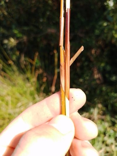 Juncus gregiflorus, photographed by Joe Potter Butler
