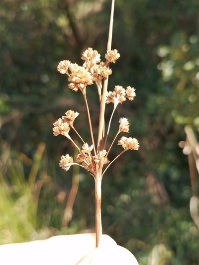 Juncus gregiflorus, photographed by Joe Potter Butler