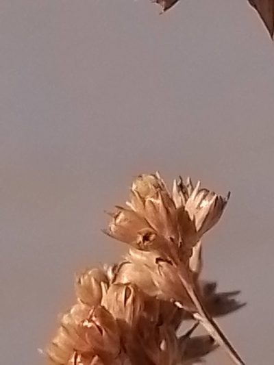 Juncus gregiflorus, photographed by Joe Potter Butler