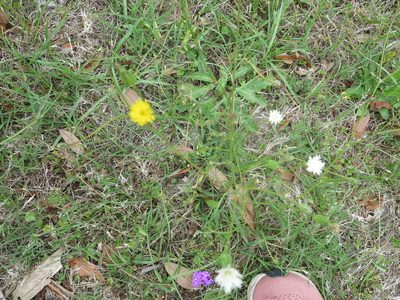 Hypochaeris albiflora, photographed by Nonbinary-Naturalist