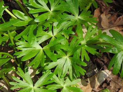 Eranthis hyemalis, photographed by sudomir