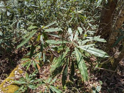 Rhododendron maximum, photographed by Zac Peterson