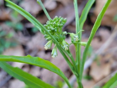 Borodinia laevigata, photographed by Elias