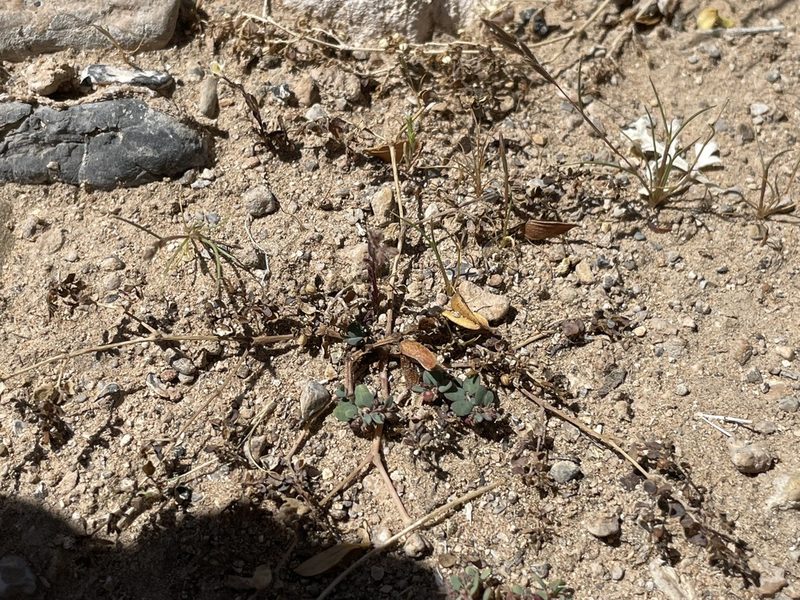 Euphorbia micromera, photographed by Bobby McCabe