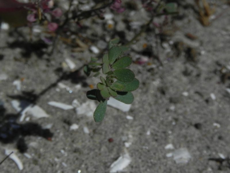 Acmispon prostratus, photographed by James C. Davis