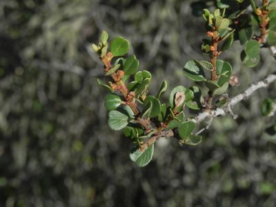 Ceanothus verrucosus, photographed by James C. Davis
