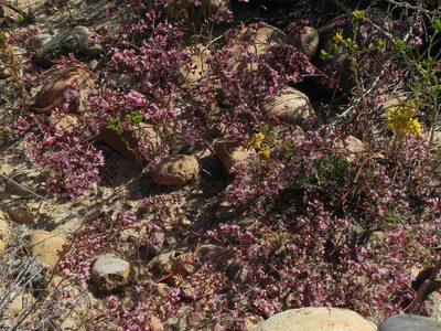 Chorizanthe fimbriata, photographed by James C. Davis