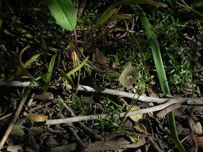 Claytonia parviflora, photographed by James C. Davis
