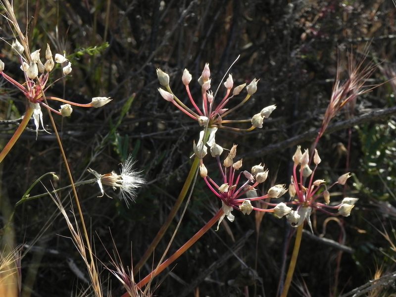 Allium praecox, photographed by James C. Davis