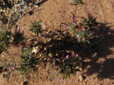 Navarretia hamata, photographed by James C. Davis