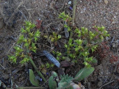 Chorizanthe procumbens, photographed by James C. Davis