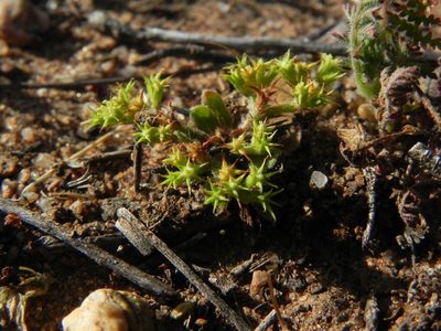 Chorizanthe procumbens, photographed by James C. Davis
