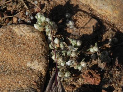 Stylocline gnaphalioides, photographed by James C. Davis