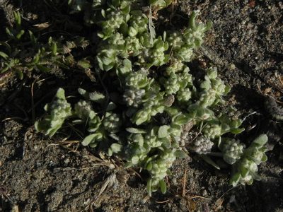 Psilocarphus tenellus, photographed by James C. Davis