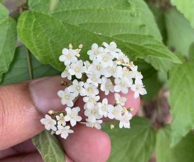 Viburnum rafinesqueanum, photographed by Ashwin Srinivasan