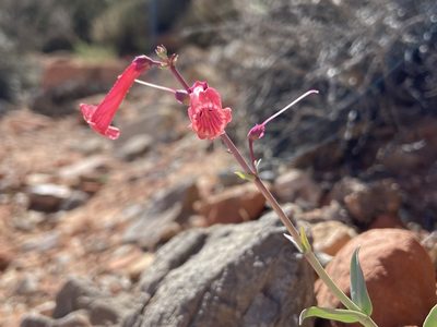 Penstemon utahensis, photographed by Ciara Hall