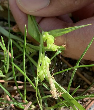 Carex flaccosperma, photographed by Ashwin Srinivasan