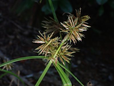 Cyperus congestus, photographed by Saryu Mae 前 朝琉