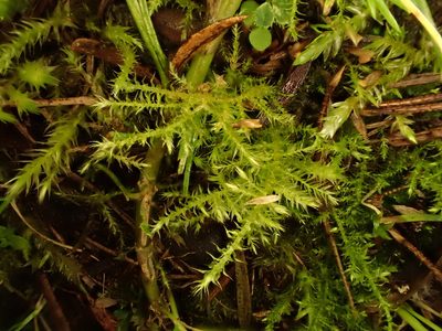 Kindbergia praelonga, photographed by Saryu Mae 前 朝琉