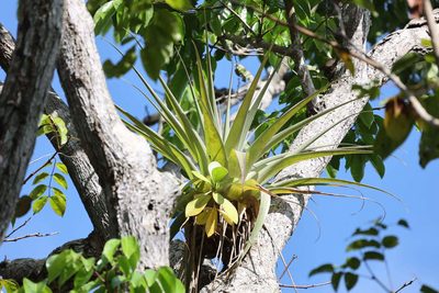 Tillandsia utriculata, photographed by Tommy Andriollo