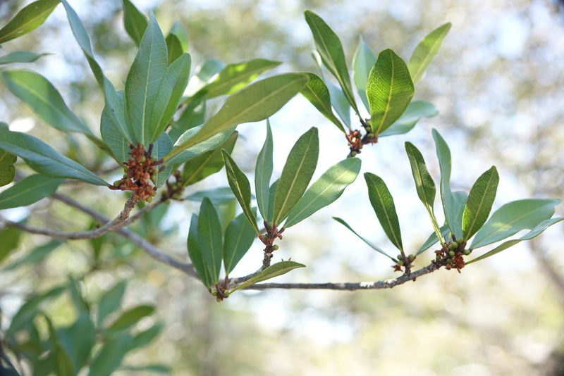 Vepris arenicola, photographed by Romer N. Rabarijaona