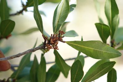 Vepris arenicola, photographed by Romer N. Rabarijaona