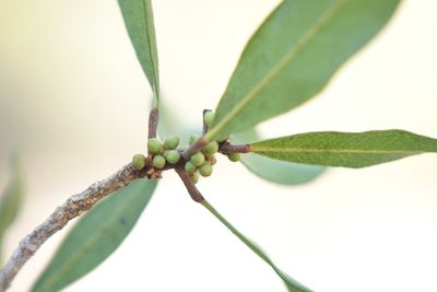 Vepris arenicola, photographed by Romer N. Rabarijaona