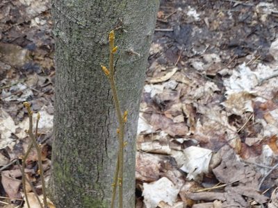 Carya cordiformis, photographed by Shirley Zundell