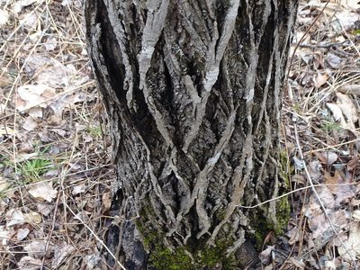 Juglans cinerea, photographed by Shirley Zundell