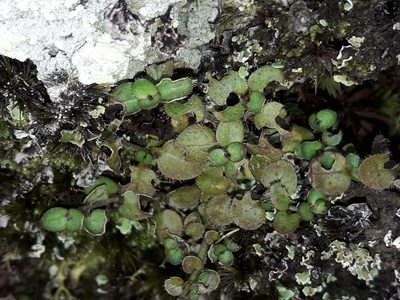 Leptostigma setulosum, photographed by naturewatchwidow