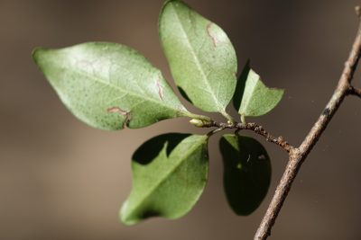 Diospyros tropophylla, photographed by Romer N. Rabarijaona