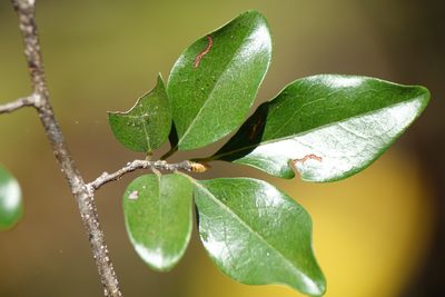 Diospyros tropophylla, photographed by Romer N. Rabarijaona