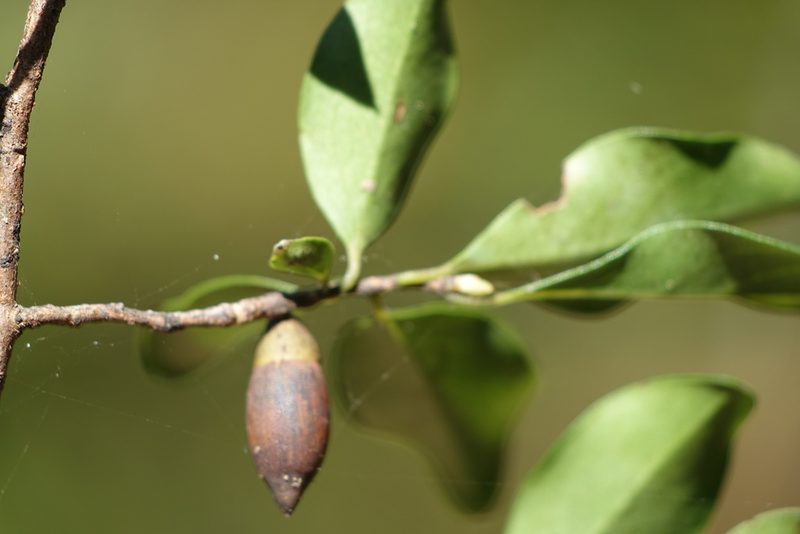 Diospyros tropophylla, photographed by Romer N. Rabarijaona