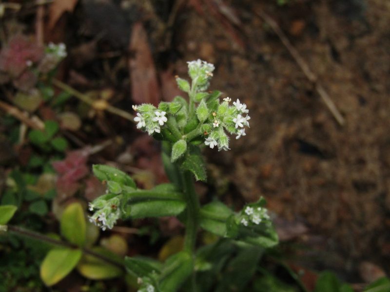 Myosotis verna, photographed by jfox16
