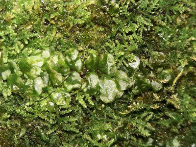 Plagiomnium novae-zealandiae, photographed by naturewatchwidow