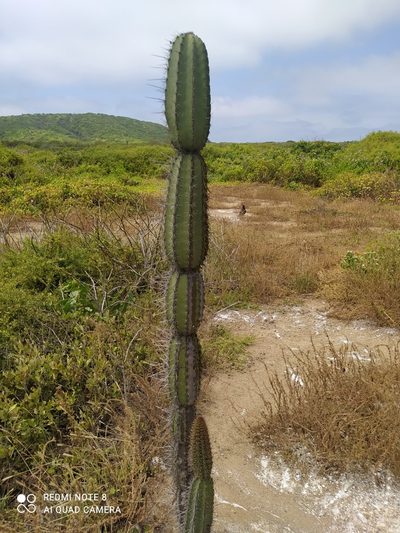 Armatocereus cartwrightianus, photographed by Ileana Herrera