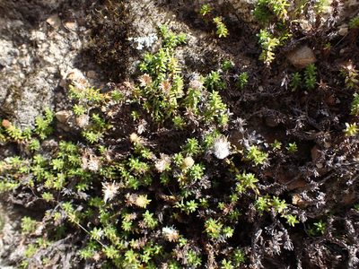 Raoulia glabra, photographed by Leon Perrie