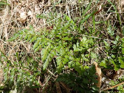 Asplenium hookerianum, photographed by Leon Perrie