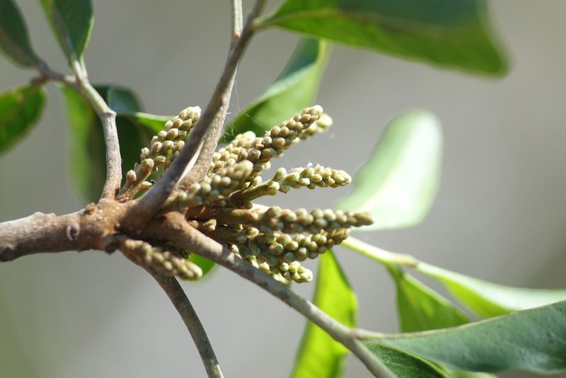 Tina isaloensis, photographed by Romer N. Rabarijaona