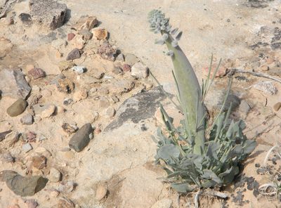 Streptanthus crassicaulis, photographed by P Holroyd