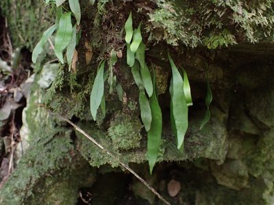 Loxogramme dictyopteris, photographed by Leon Perrie
