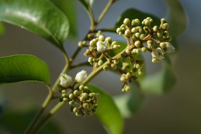 Tina isaloensis, photographed by Romer N. Rabarijaona