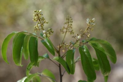 Tina isaloensis, photographed by Romer N. Rabarijaona