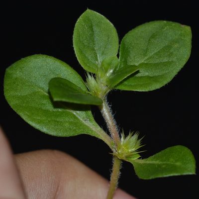 Alternanthera pungens, photographed by kbkash