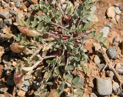 Astragalus chamaeleuce, photographed by P Holroyd