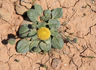 Encelia nutans, photographed by P Holroyd