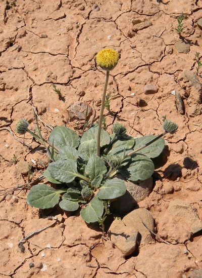 Encelia nutans, photographed by P Holroyd